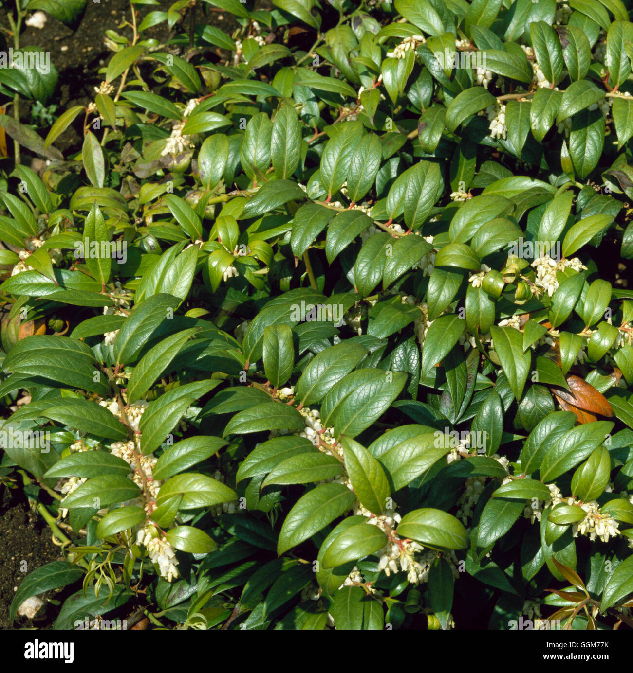 Leucothoe fontanesiana - `Nana'   TRS023663 Stock Photo
